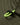 #colour_olive-green
